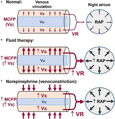 Clinical Application of the Fluid Challenge Approach in Goal-Directed Fluid Therapy: What Can We Learn From Human Studies?